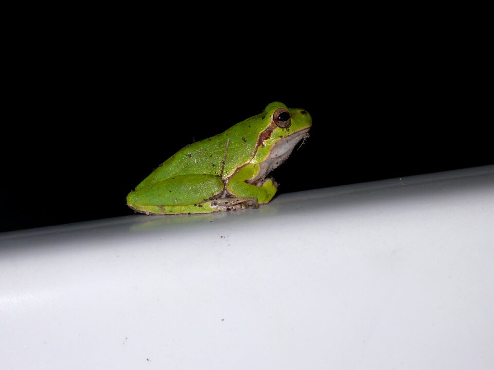 Tree frog green nature