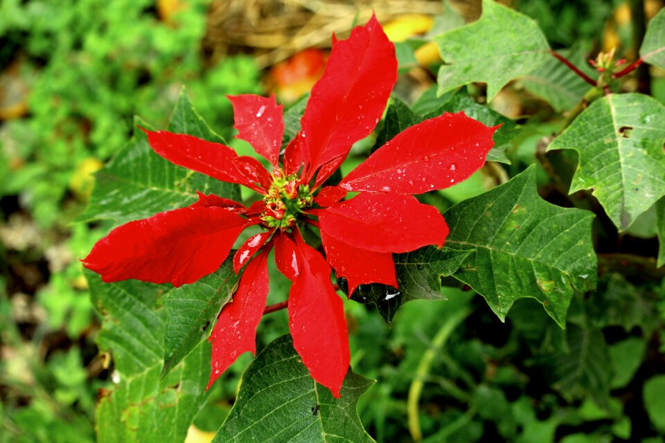 Green life flowers