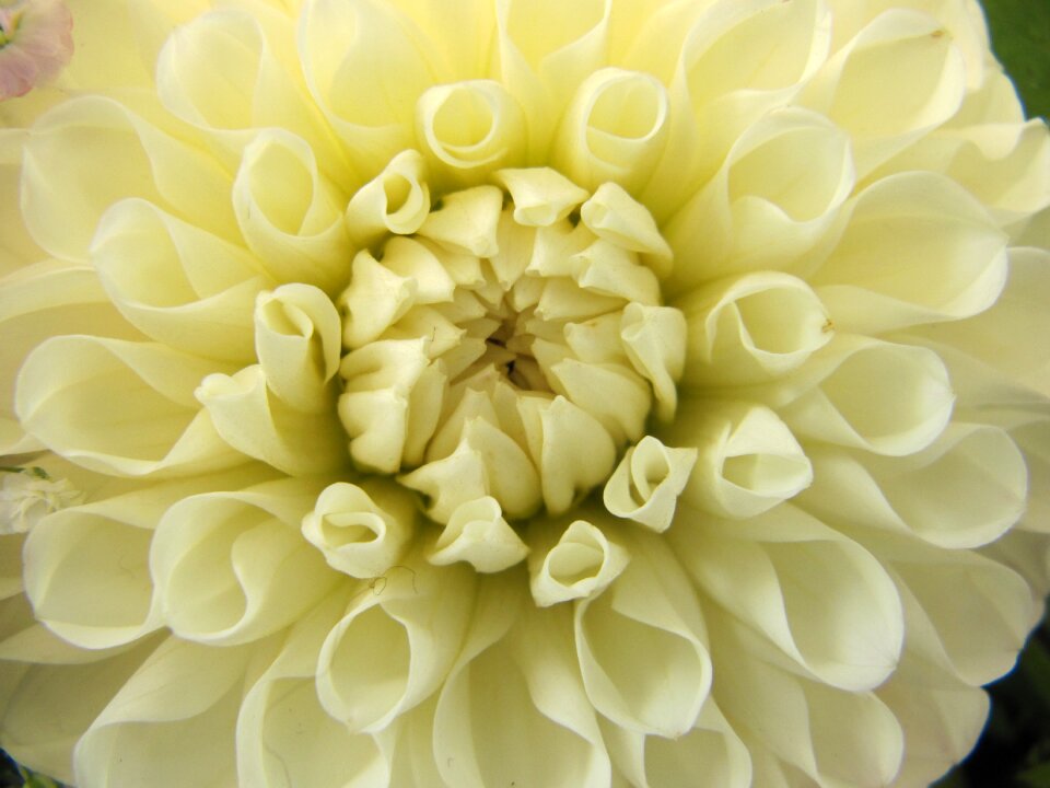 White cream flowers