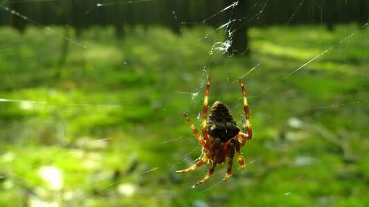 Forest nature spider's web