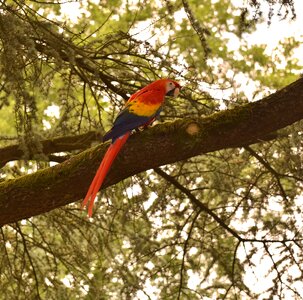 Colorful plumage animal