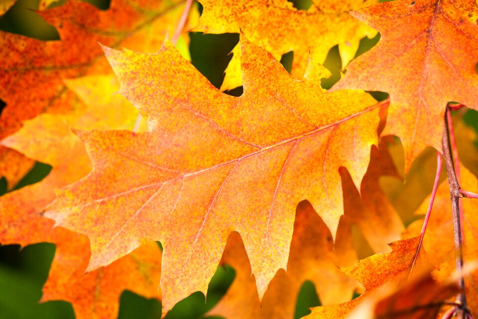 Golden autumn leaves nature
