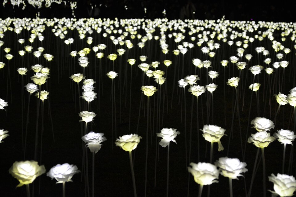 Flower romantic winter