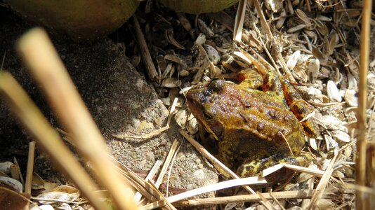 Nature pondedge frog