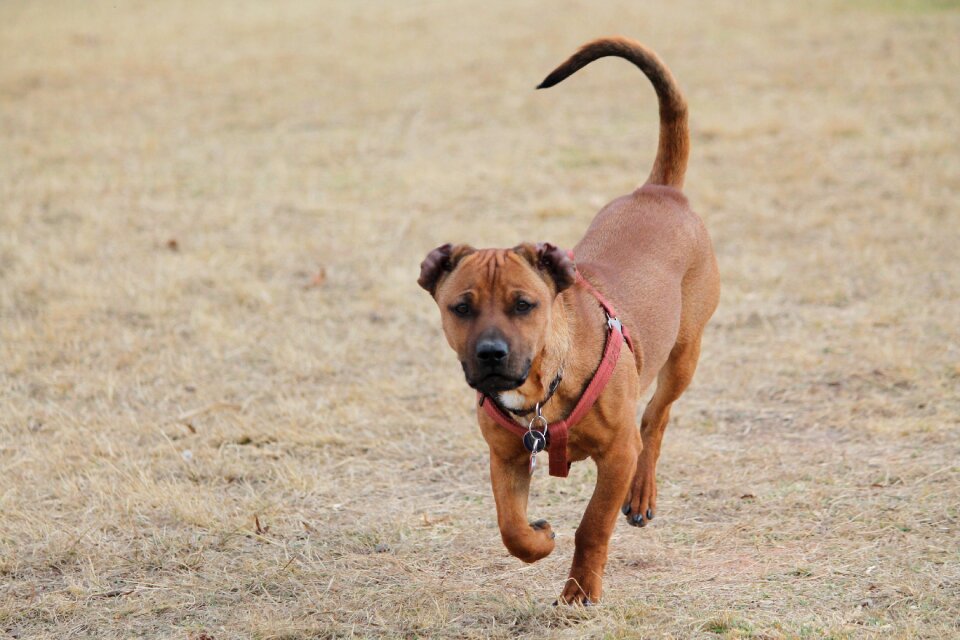 Dog park ears curious