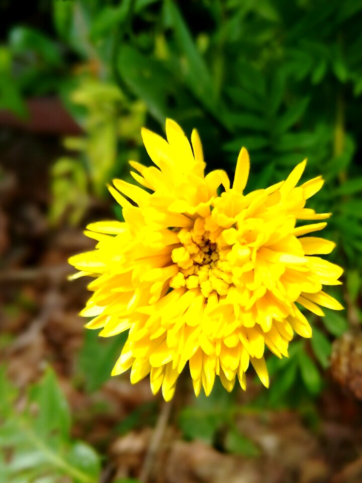 Yellow floral nature