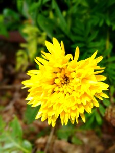 Yellow floral nature