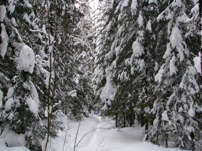 Walking winter forest snow