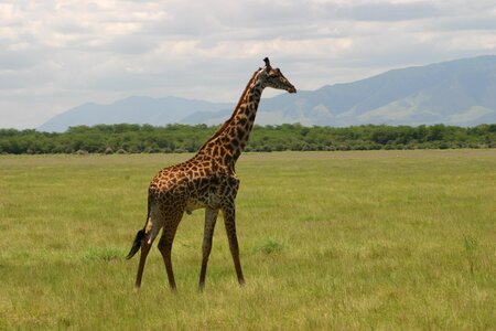 Safari savannah mammal