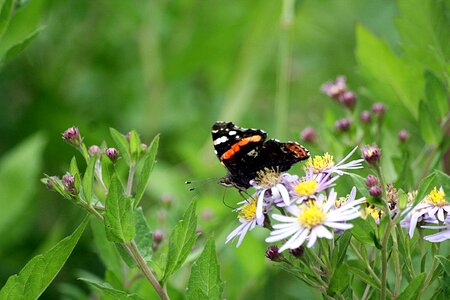 Insect walk in the park hamburgensien