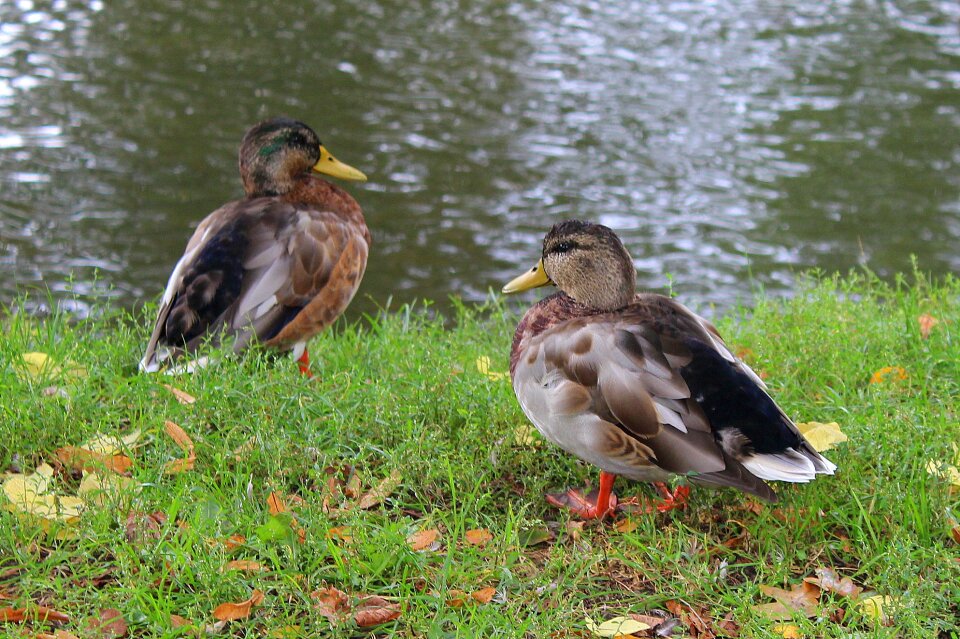 Animals nature pond
