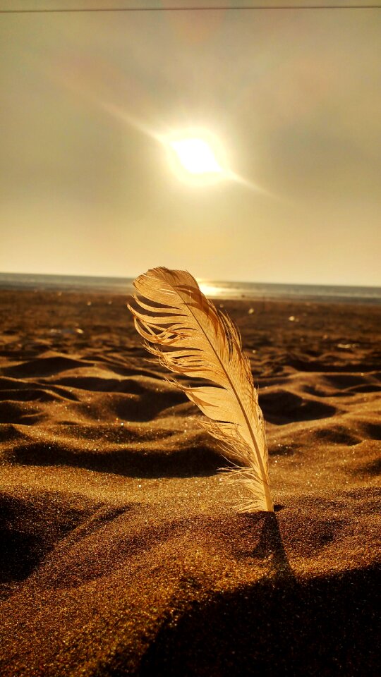 Golden feather