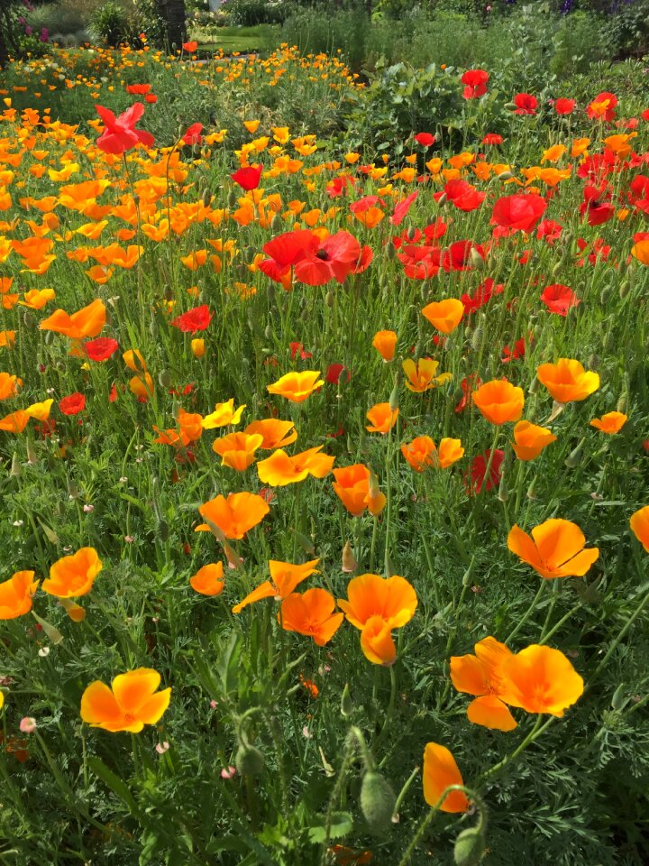 Kew gardens nature field