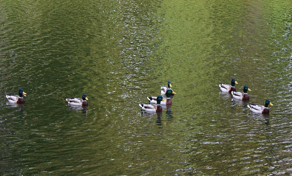 Water family wild birds photo