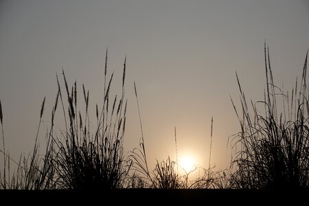 Sunset reed lonely