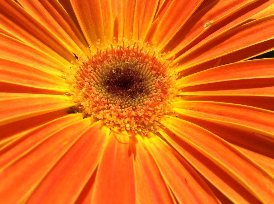 Plant summer yellow