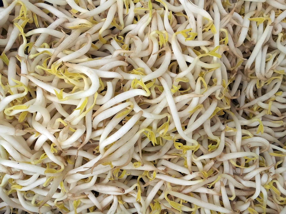 Plant seed vegetarian