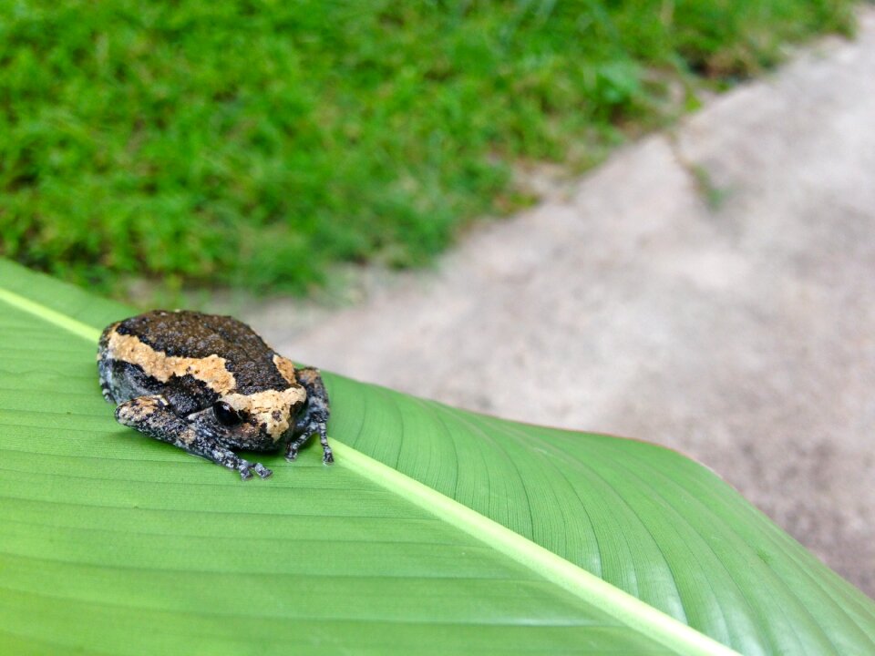 Natural wildlife nature