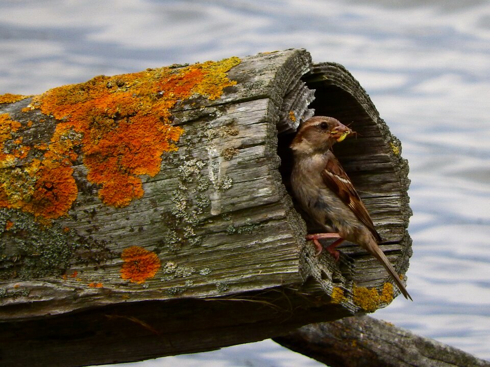 Bill sperling house sparrow