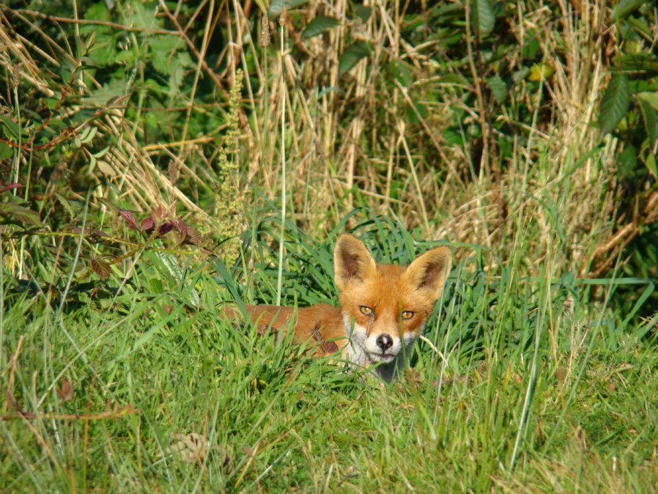 Animal summer grass