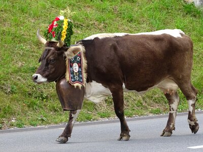 Bell decorated cows