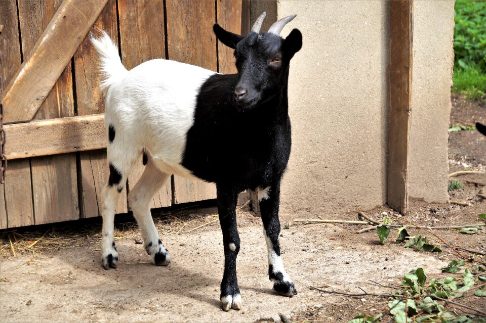 Pet black and white farm animal