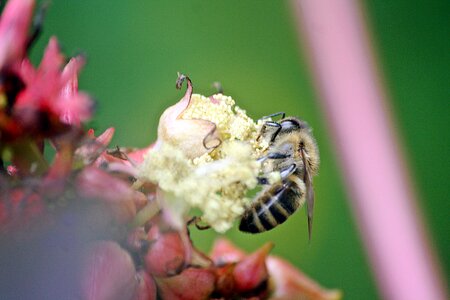 Close up pollination honey