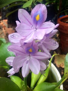 Aquatic plant flower plague