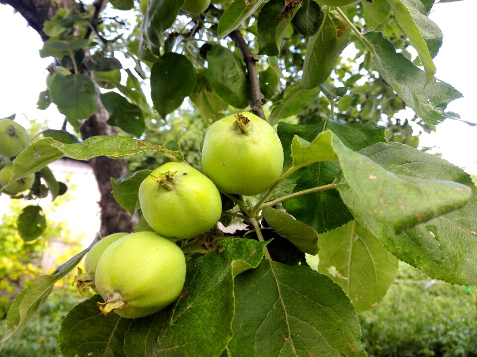 Garden green apple tree