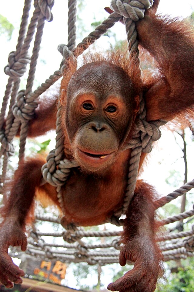Animal world nature fun