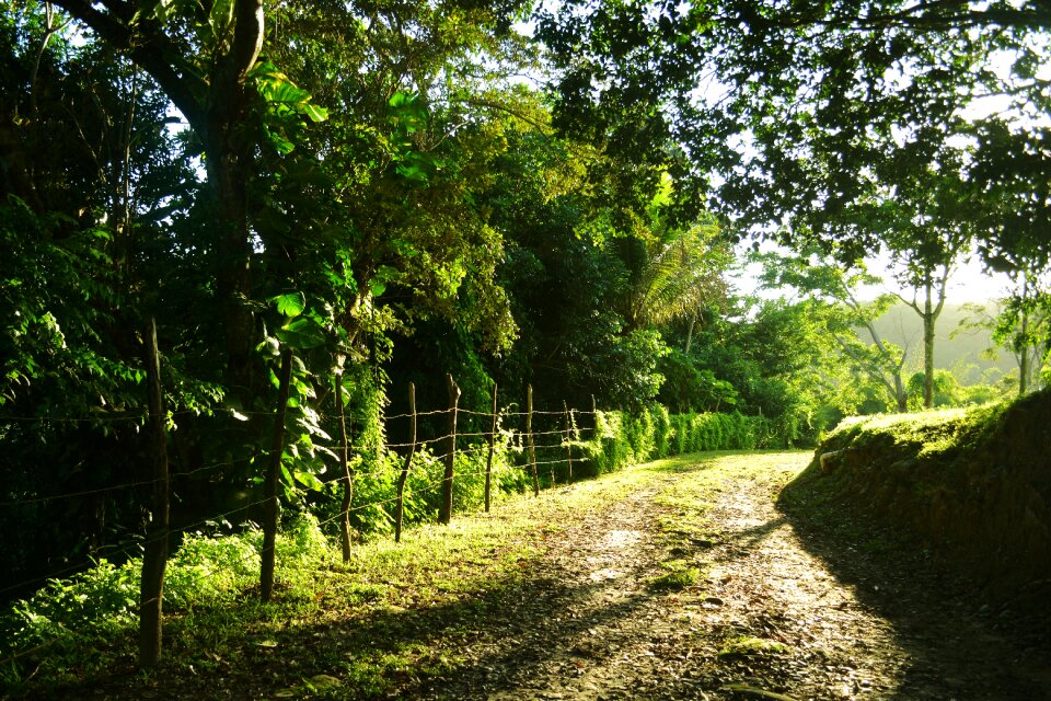 Nature tropical sunlight