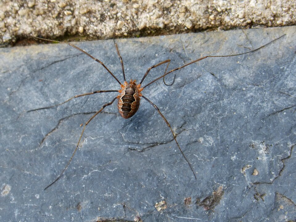 Spider zancuda insect strange