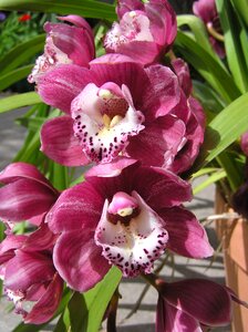 Pink blooms plant photo