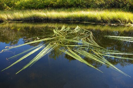 Nature reflection water photo