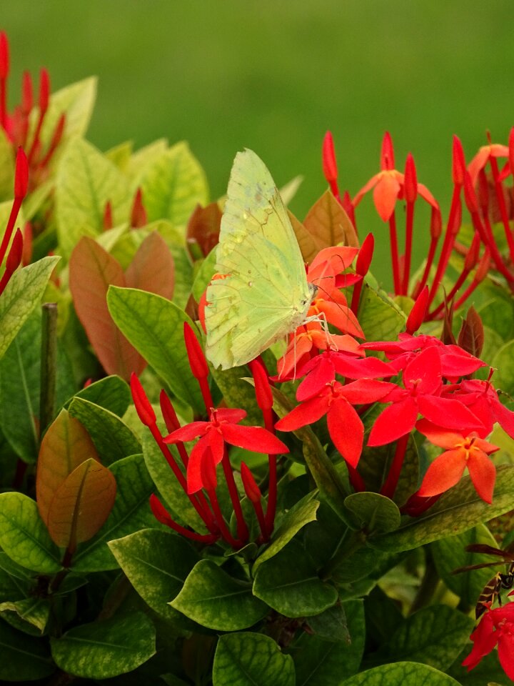 Leaves nature flowers