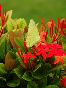 Leaves nature flowers