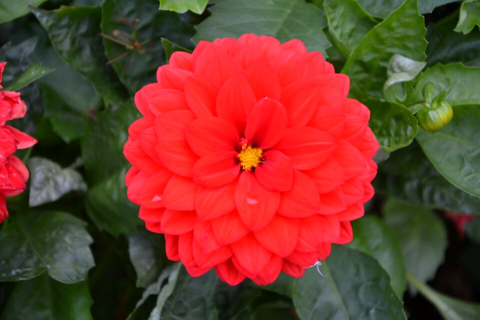 Nature garden flower