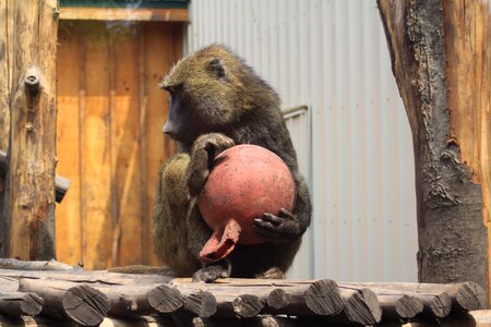 Ape nature