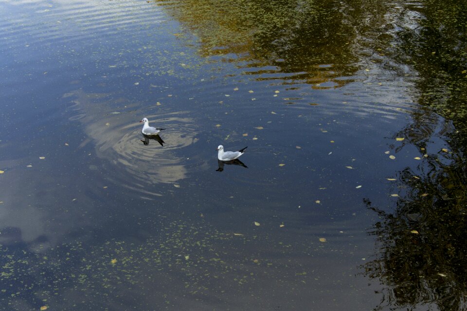 Gulls lake park