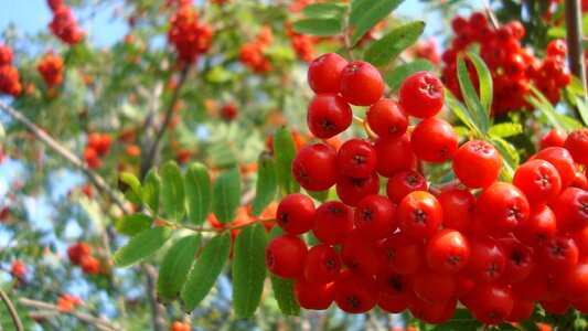 Showy mountain ash north america edible