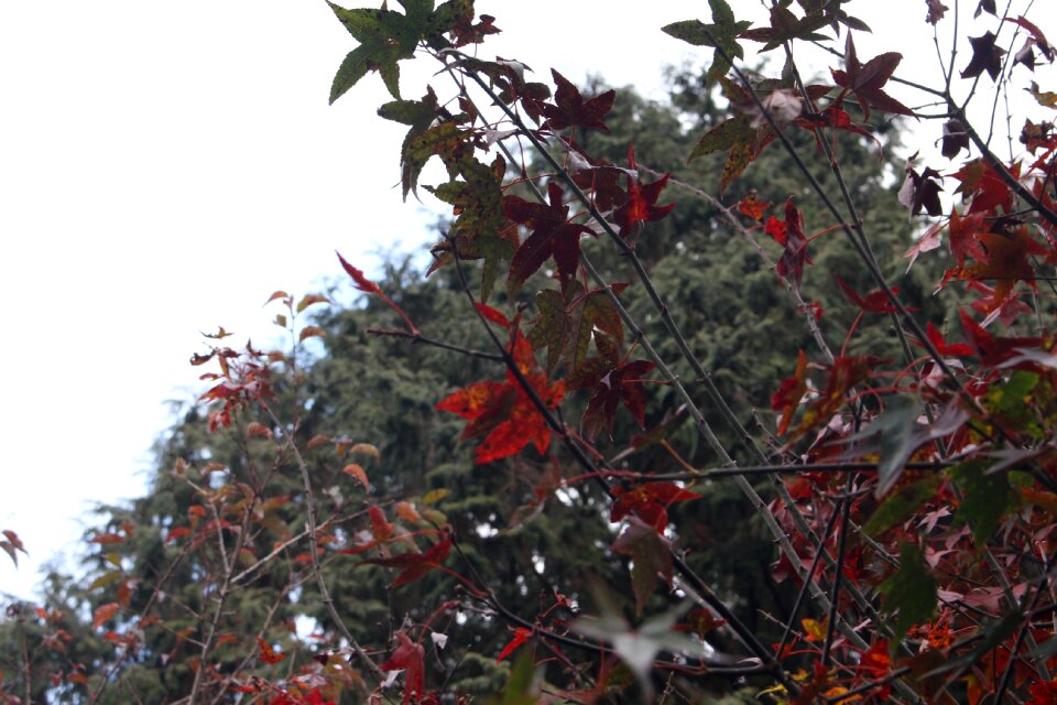 Park environment red