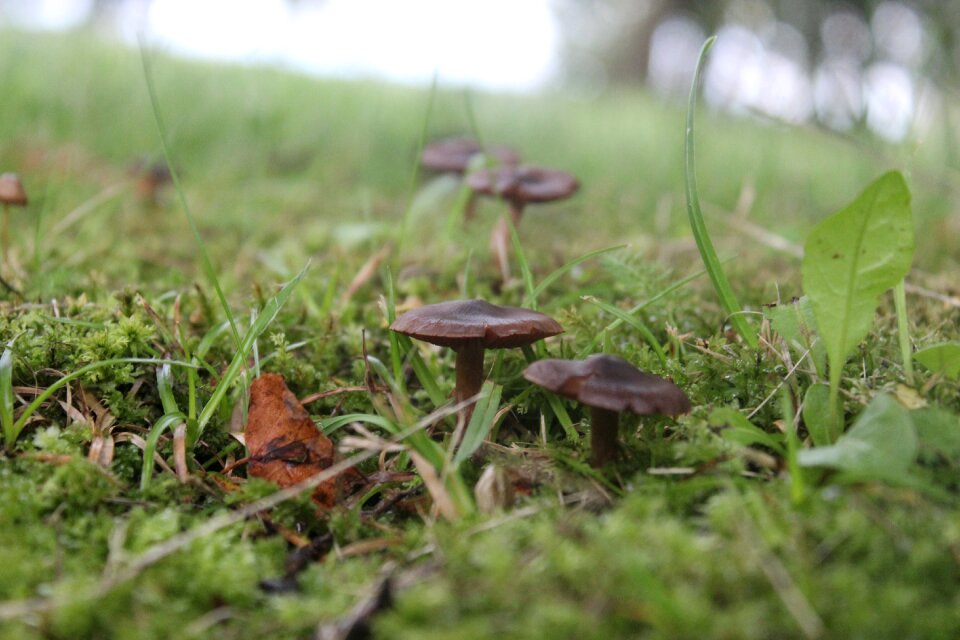Nature autumn