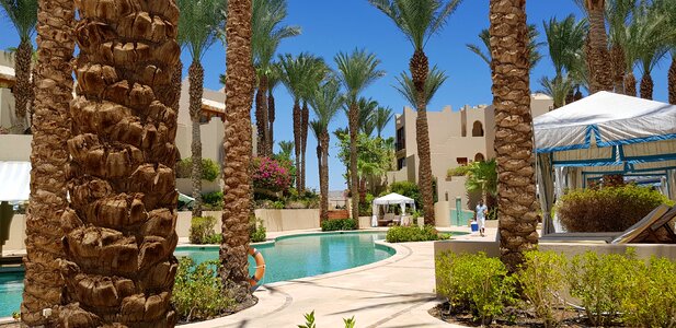 Parasols palace palm trees