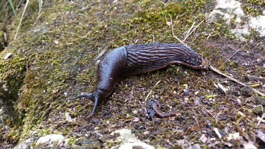 Animals molluscum antennas photo