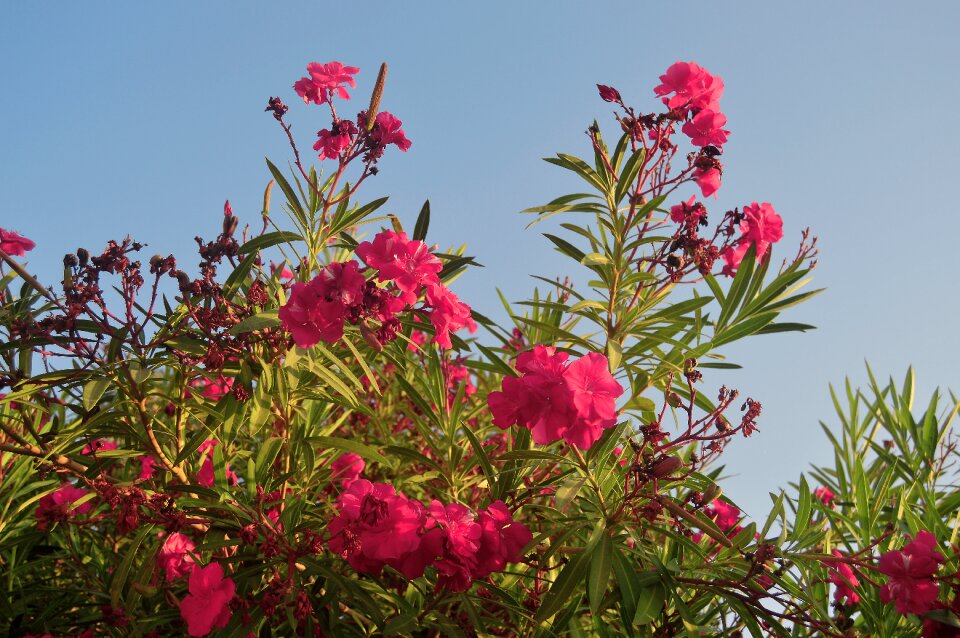 Pink flowers flowers flowery