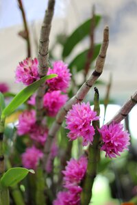 Garden thailand