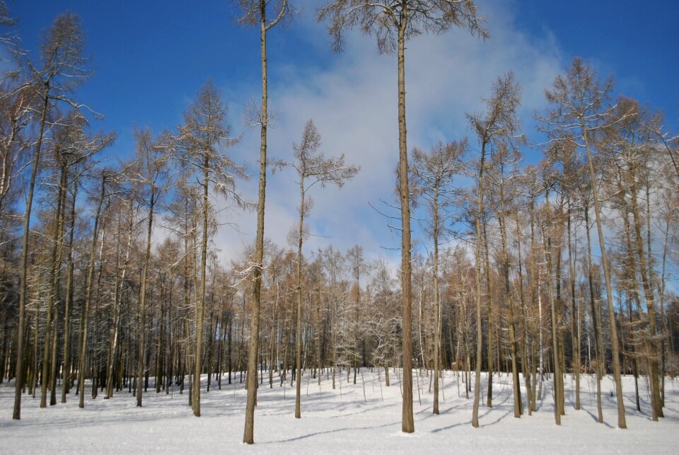 Snow nature winter landscape photo