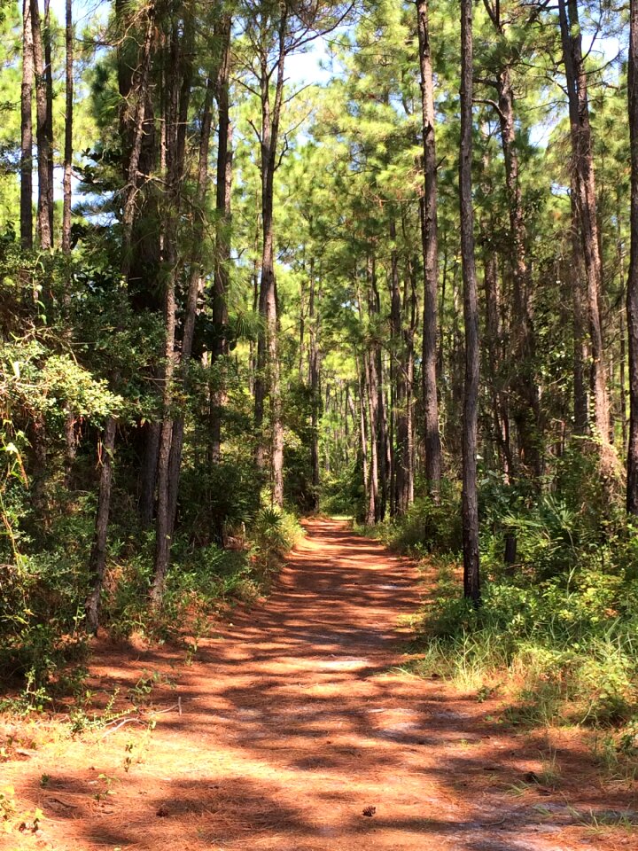Natural forest environment
