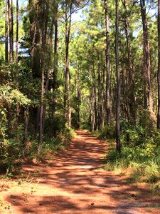 Natural forest environment photo