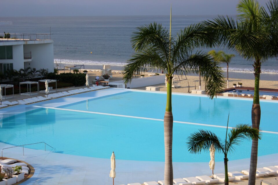 Pool palms holiday